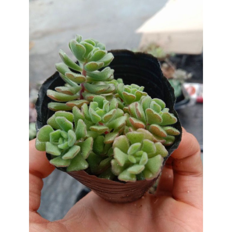 MỘT CHIẾC SEN SEDUM HOA HỒNG PHÁP size mini 8x8 cm đã thuần khí hậu sức sống cao