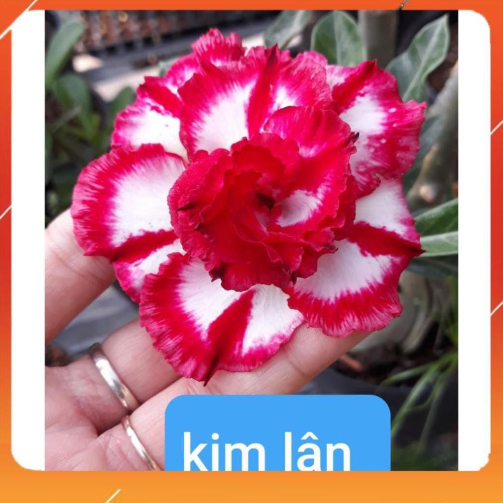 CÂY HOA SỨ THÁI CÁNH KÉP " KIM LÂN " - BẢO HÀNH MẶT HOA KÉP Y ẢNH