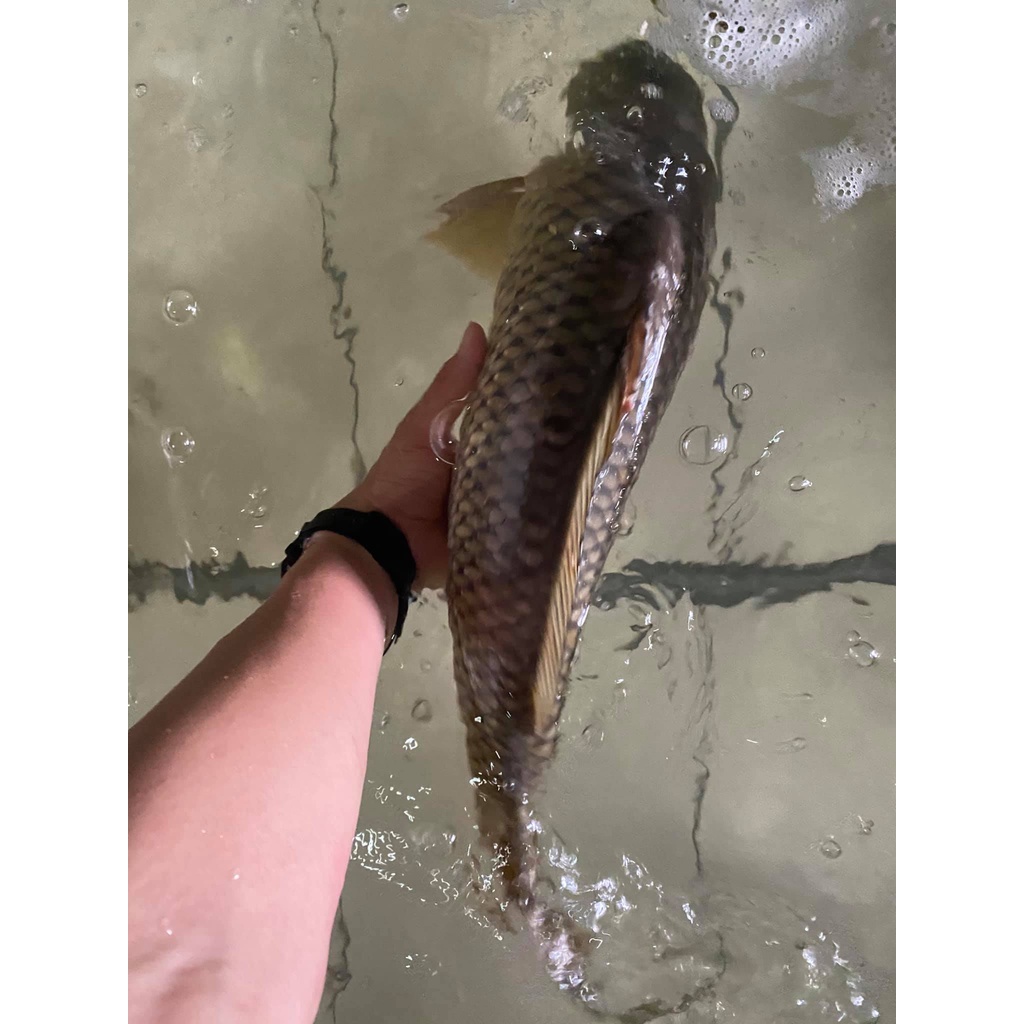 [Hà Nội] Cá Chép Giòn Tươi Sống sz 3-4-5kg-   Miễn phí mổ và làm sạch