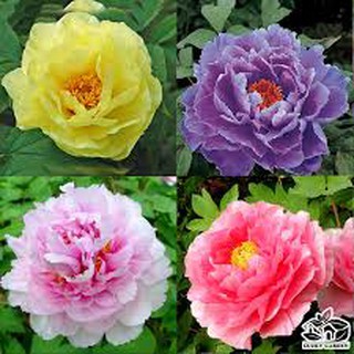 hạt giống hoa mẫu đơn trung quốc rẻ