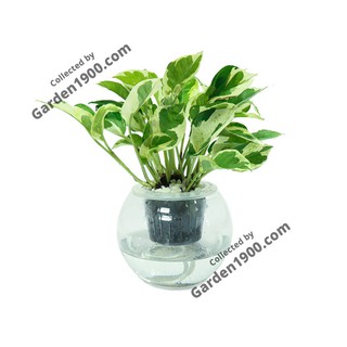 Cây trầu bà ngọc thủy thủy sinh - Cây trầu bà sữa thủy sinh