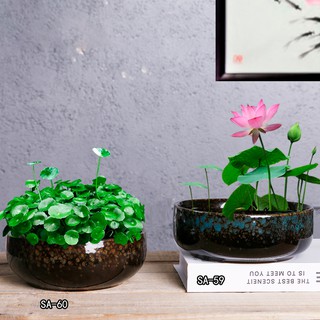 Chậu sen bằng gốm sứ không đục lỗ