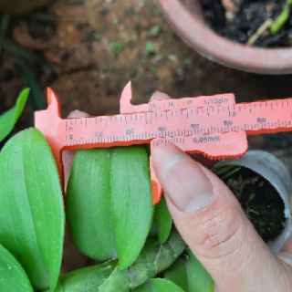 Hoa phong lan phi điệp lá mít