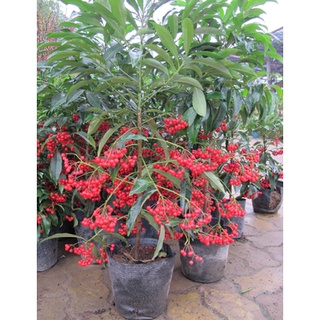 CÂY KIM NGÂN LƯỢNG
