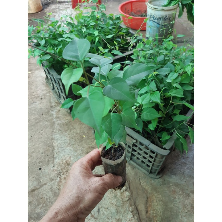 3 cây giống lá giang