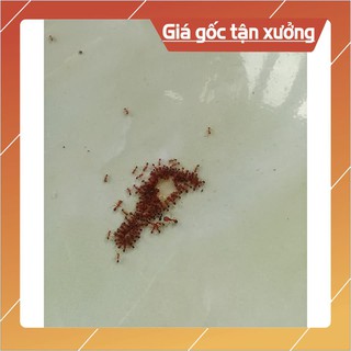  THUỐC DIỆT KIẾN, DIỆT GIÁN THẦN THÁNH