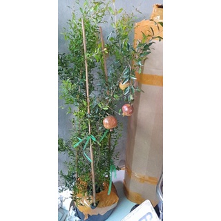 Cây 🌲 Lựu Ấn độ cao 1m2 đang trái