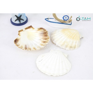 [KHỬ MÙI-SẤY CỰC KHÔ] set 3 Vỏ sò điệp quạt trắng trang trí phong cách biển HOS-15 TAN