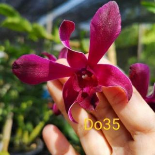 Lan denro nắng Bigred