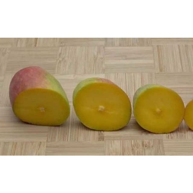 CÂY GIỐNG XOÀI TÍ HON SIÊU QUẢ - GIỐNG CÂY GHÉP CHO TRÁI SỚM