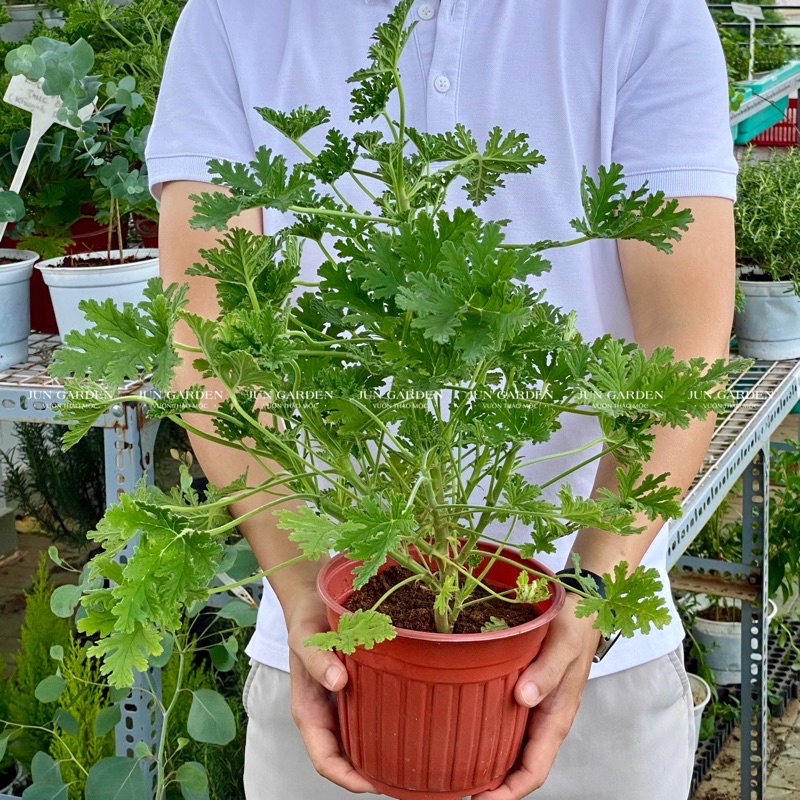 Cây Đuổi Muỗi Hoa Phong Lữ Hoa Hồng - Rose scented Geraniums - Jun Garden