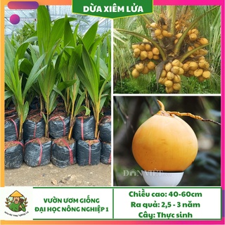 Cây giống dừa xiêm lửa f1, giống cây dừa xiêm đỏ đại học Nông Nghiệp 1, cây dừa xiêm lửa cao 30cm - 40cm
