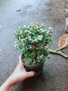 Chậu đô la kiểng