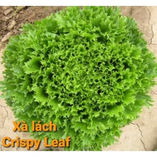 Hạt giống xà lách Crispy Leaf Mỹ