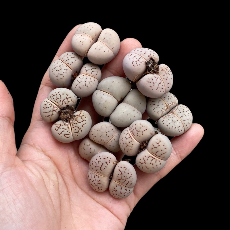 Sen mông trắng/ thạch lan trắng/ Dinteranthus vanzylii