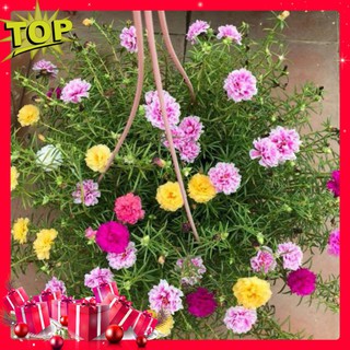 💥Hạt Giống Hoa Mười Giờ Mỹ Cánh Kép Bông To🌟