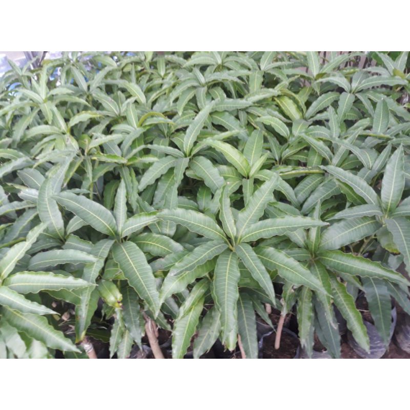Xoài tứ quý