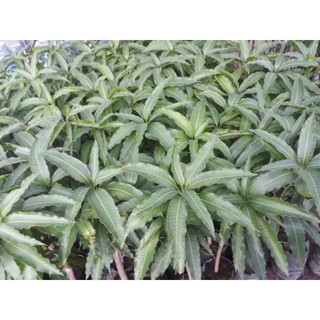 xoài tứ quý