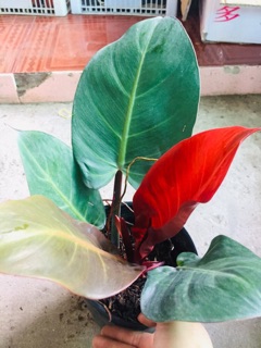 ĐẾ VƯƠNG ĐỎ