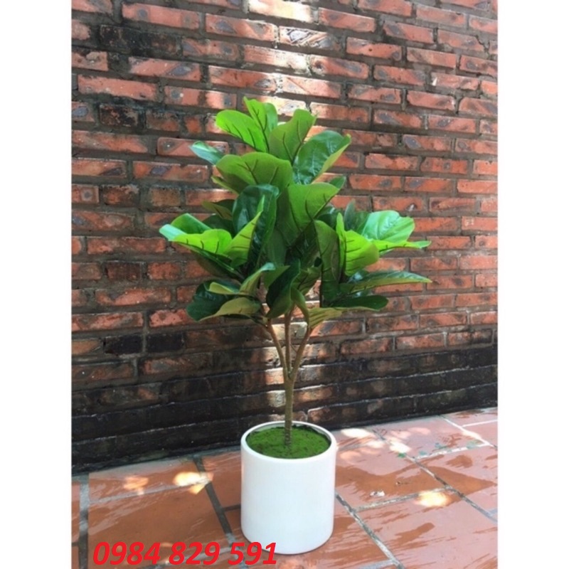 Cây giả - Cây bàng Singapore 3 nhánh, 25 lá to-trang trí nhà cửa