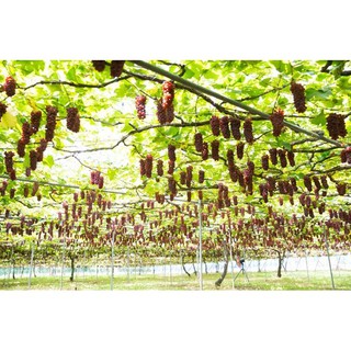 Hạt giống Nho Ruby Roman 5 hạt