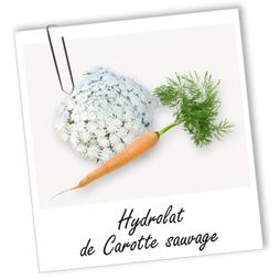 Nước Tinh Chất  Hoa Cà Rốt dại  - HYDROLAT DE CAROTTE SAUVAGE BIO  Aromazone Pháp