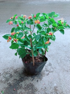 Hoa Ngũ Sắc (có sẵn hoa)