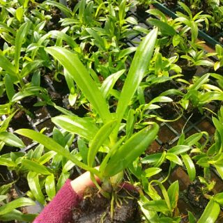 10 CHẬU LAN GIỐNG NHIỀU MÀU