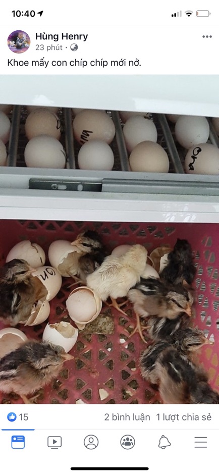 Máy ấp trứng Ánh Dương đảo tự động 50 trứng thùng hợp kim cao cấp