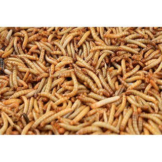 Sâu gạo sấy khô 100g cho Hamster, Nhím Kiểng, Sóc Bông, Sóc Đất...
