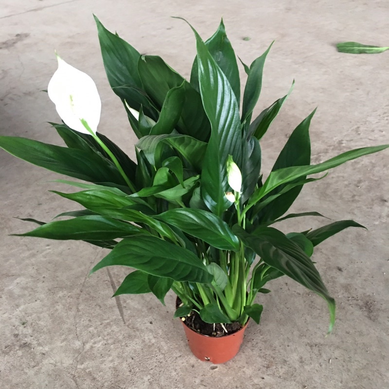 Cây Hoa Lan Ý Để Bàn,Bụi To Đã Có Hoa