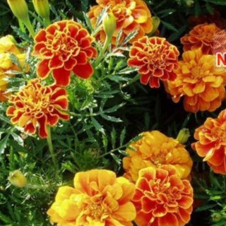 30h Hạt Giống Hoa Cúc Vạn Thọ Nữ Hoàng Sophia