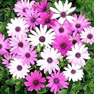 🌺🌸 HẠT GIỐNG HOA CÚC CHÂU PHI 🌸🌺