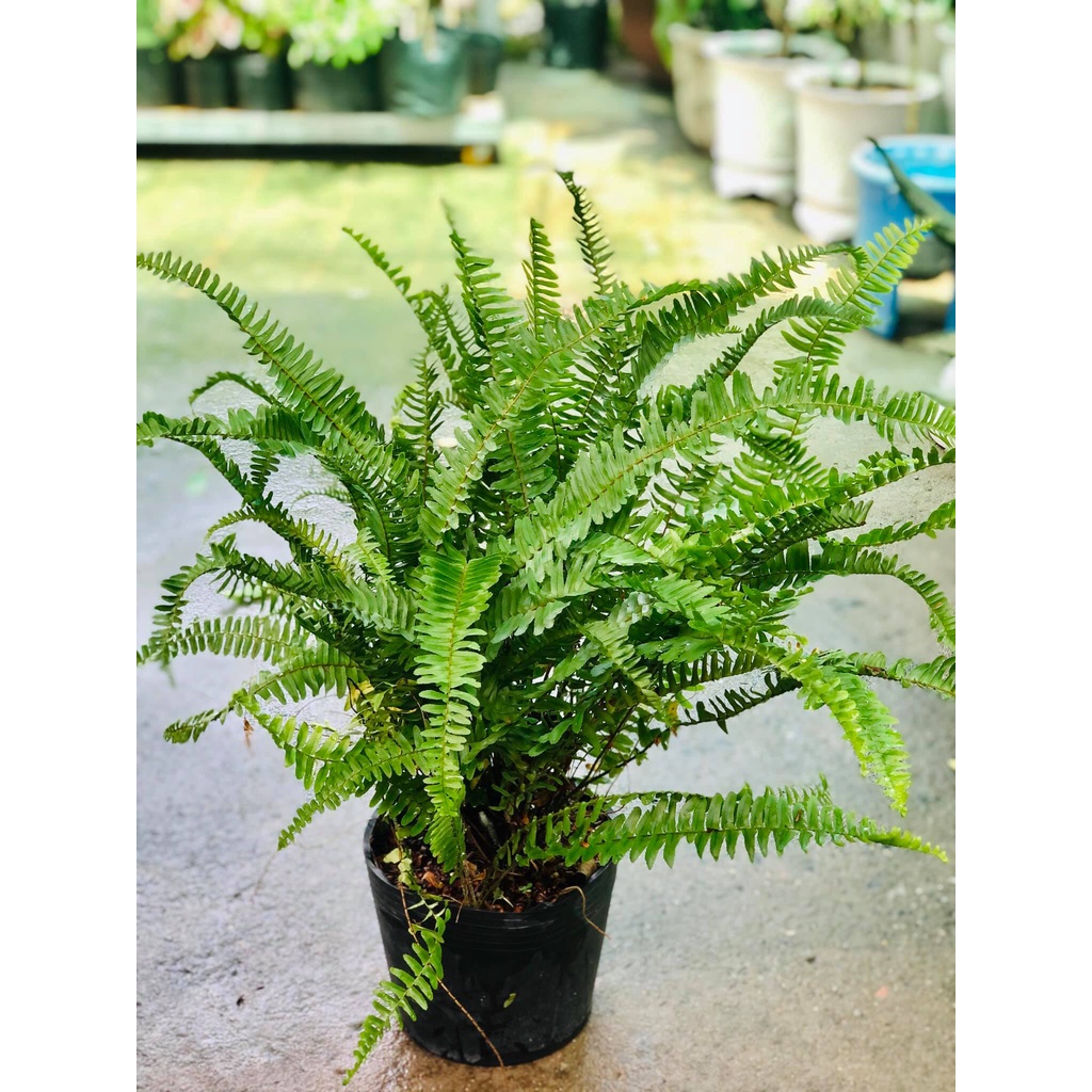 Cây dương xỉ lá me