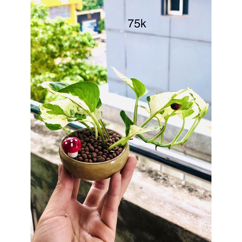 Chậu ngọc trầu bà sữa bonsai mini
