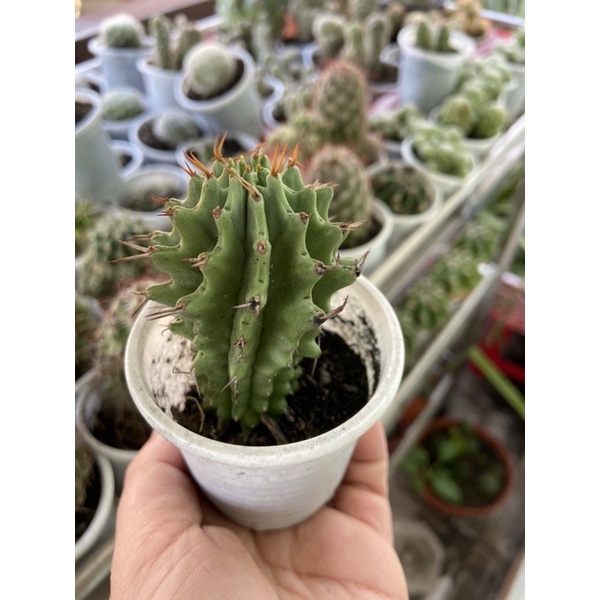 XƯƠNG RỒNG EUPHORBIA