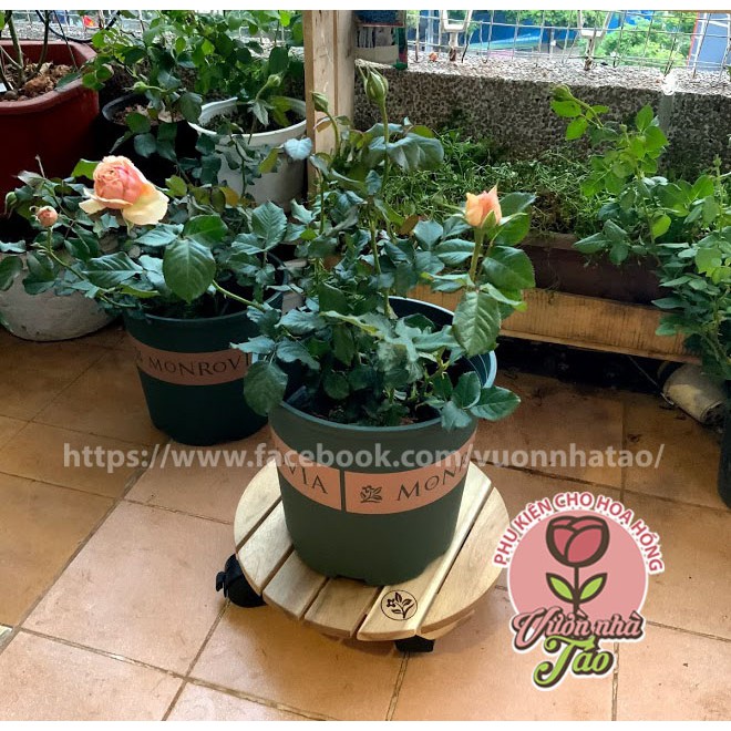 Đế gỗ đặt chậu cây di động, bánh xe có khóa