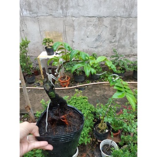 Khế Nhật bonsai Siêu trái