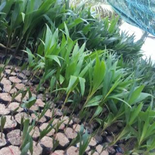 Com bo 5dừa mã lai đỏ