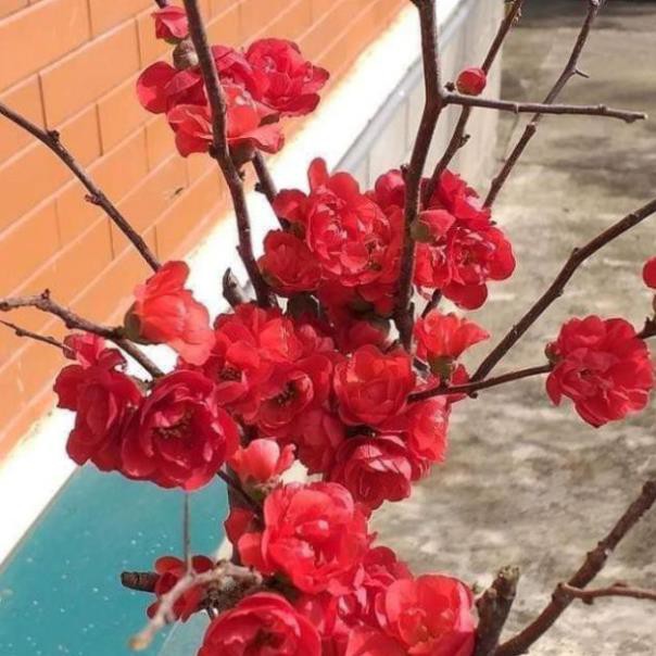 Mai đỏ Nhật Bản sắp có hoa - Nhà Vườn Khánh Võ
