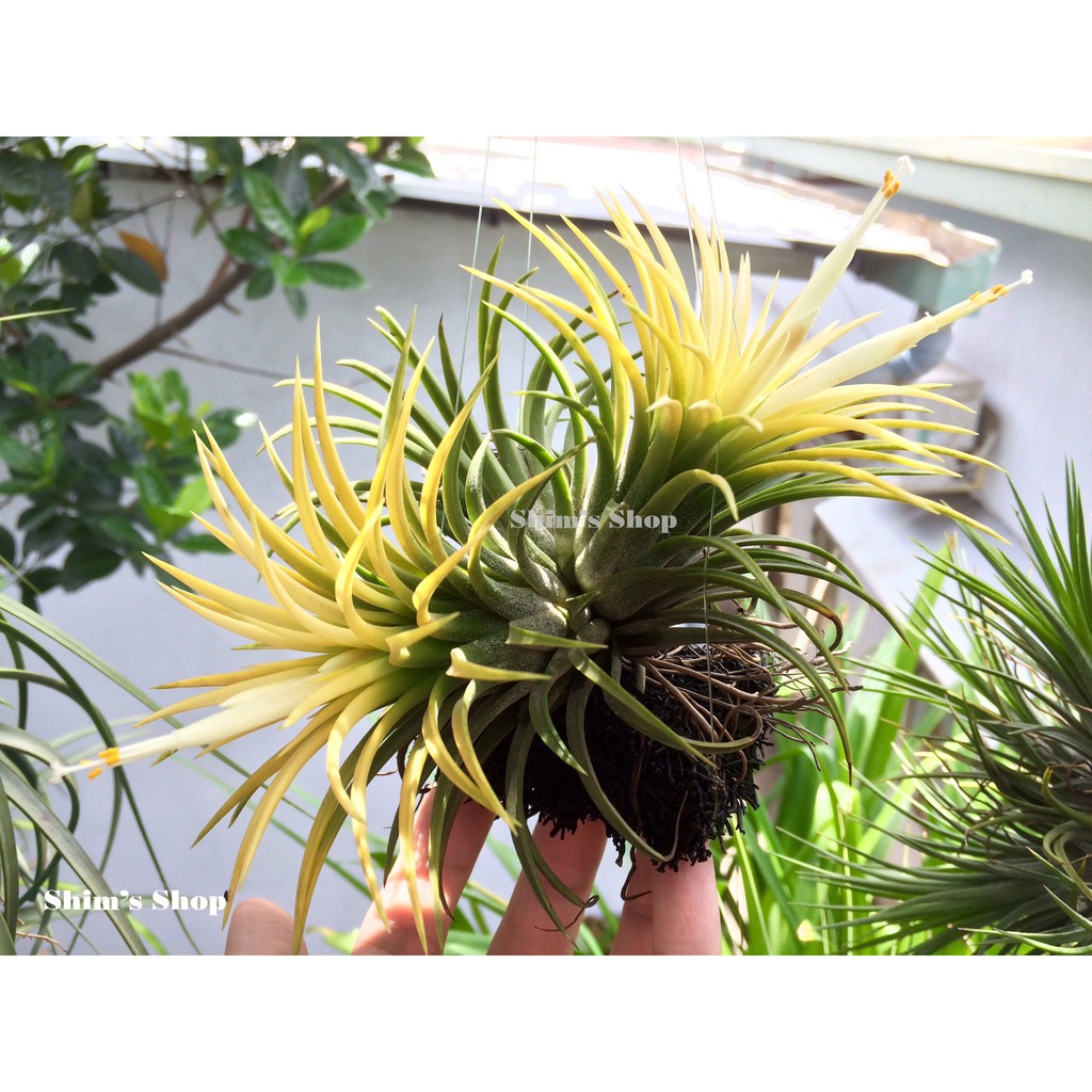 Cây Không Khí Ionantha Druid  - tặng móc treo handmade
