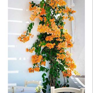 Chậu hoa giấy vàng leo.... siêu hoa☆☆☆☆☆
