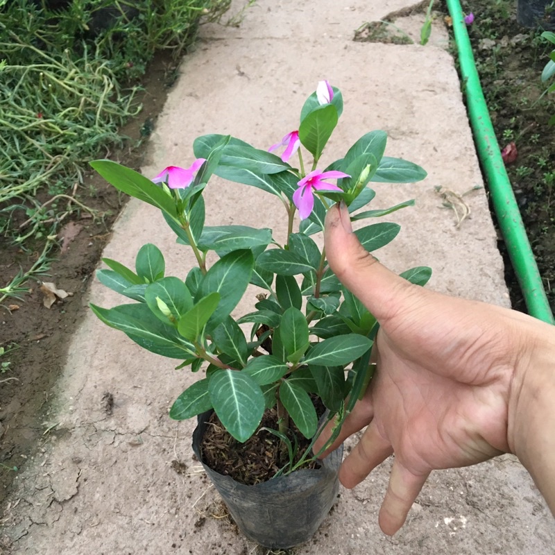 Cây Hoa Dừa Cạn Ta Hoa Quanh Năm