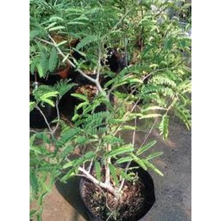Cây giống me thái siêu ngọt .