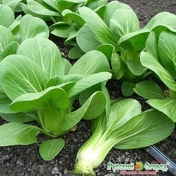 50g hạt giống cải thìa