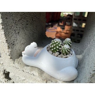 Chậu cây kute chậu đã gồm cây 100k