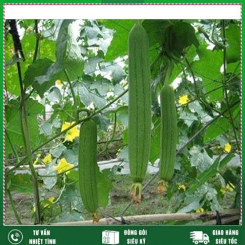 Hạt giông Mướp Hương 2g, Loại rất thơm Nhất Việt