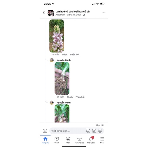 Củ Hoa Huệ Tím Kép Siêu Thơm
