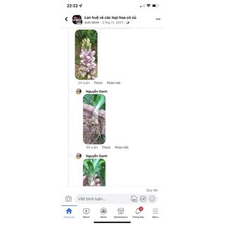 Củ Hoa Huệ Tím Kép Siêu Thơm ( Nhập Khẩu)