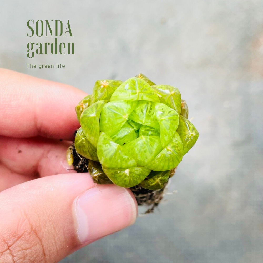 Sen đá ngọc lá bé SONDA GARDEN size mini 2.5-4cm, xuất xứ Đà Lạt, khoẻ đẹp, lỗi 1 đổi 1